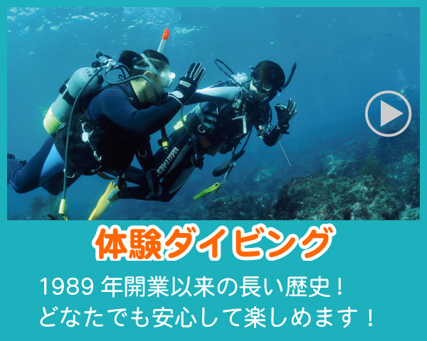 伊豆の体験ダイビング